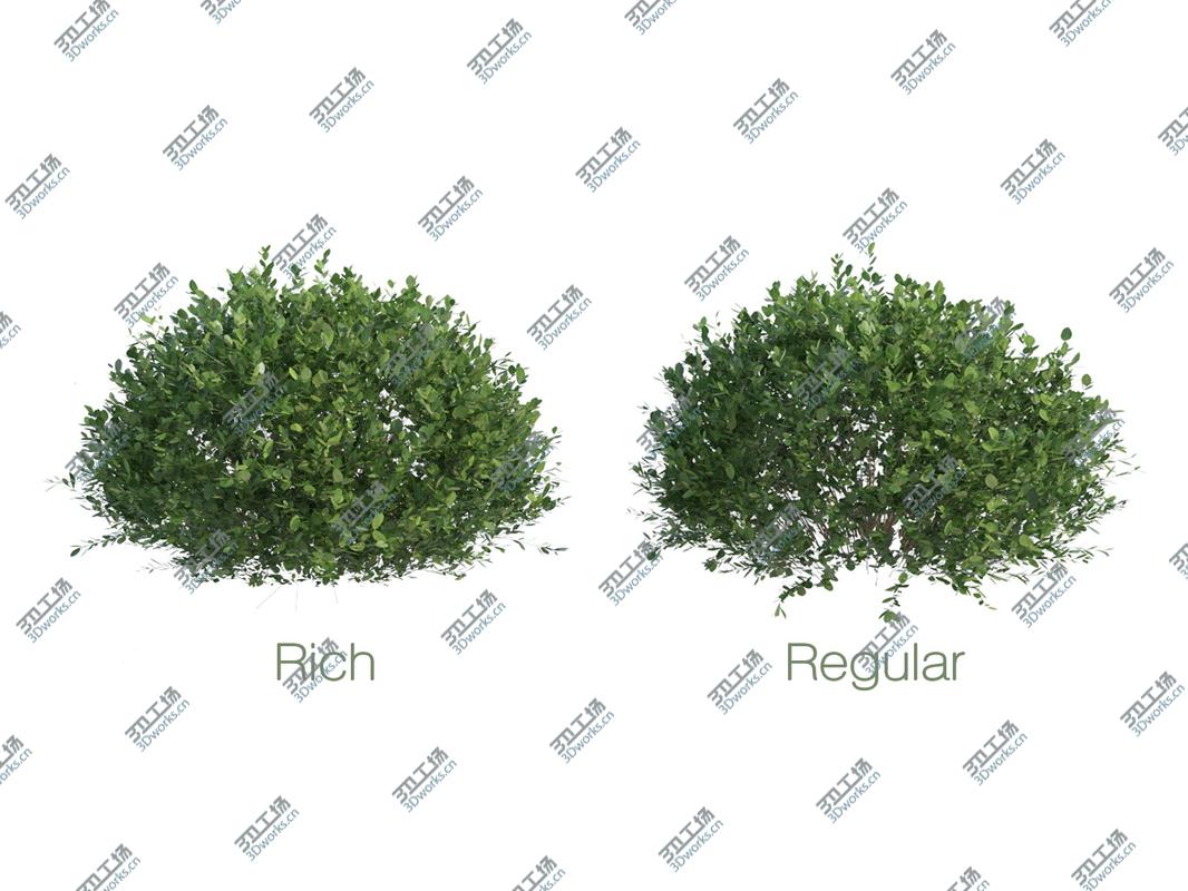 images/goods_img/202104093/Seven Bushes/3.jpg